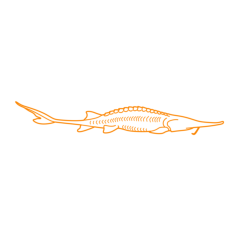 Animals Freshwater Fish Pallid Sturgeon Line Tracing Svg Vector, Free Vectors File
